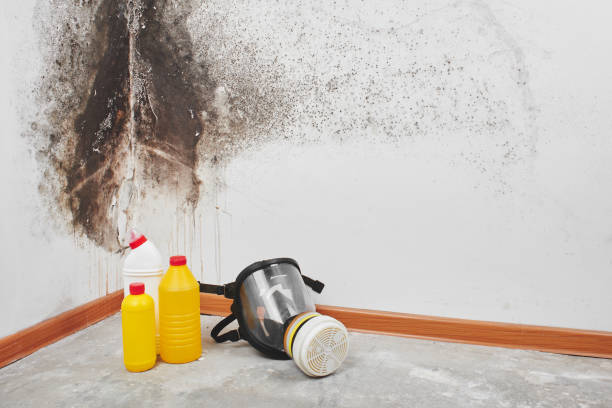 Best Mold Removal Process  in San Bruno, CA