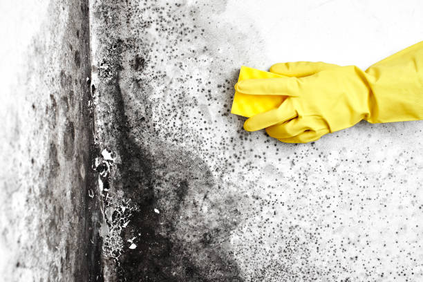 Mold Removal Process in San Bruno, CA