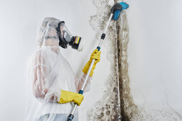 Attic Mold Removal in San Bruno, CA