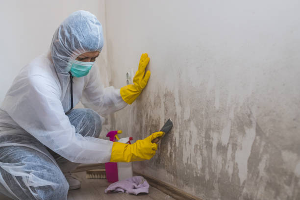 Crawl Space Mold Removal in San Bruno, CA