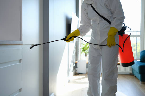 Best Mold Remediation  in San Bruno, CA