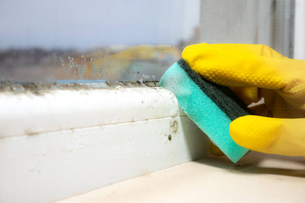 Best Commercial Mold Removal  in San Bruno, CA