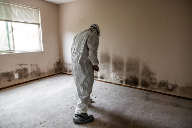 Office Mold Removal Services in San Bruno, CA