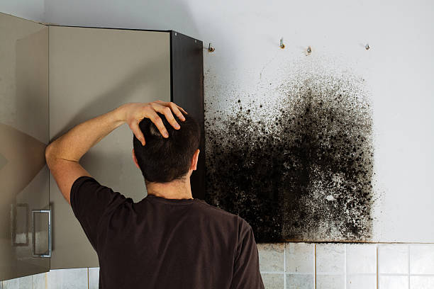 Best Best Mold Removal Companies  in San Bruno, CA
