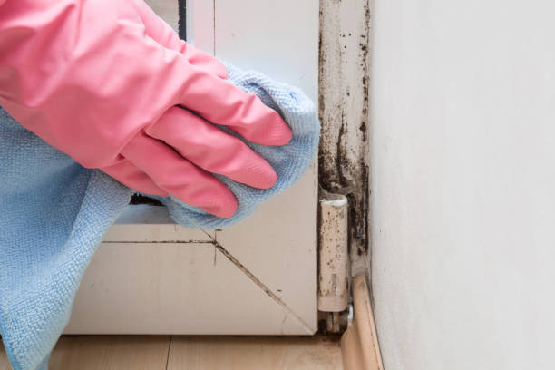  San Bruno, CA Mold Removal Pros